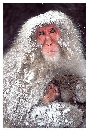 ../Images/snowmonkey12.jpg