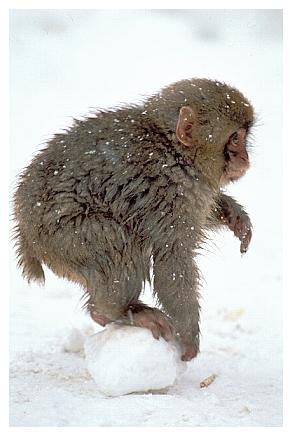../Images/snowmonkey17.jpg