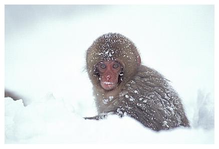 ../Images/snowmonkey28.jpg